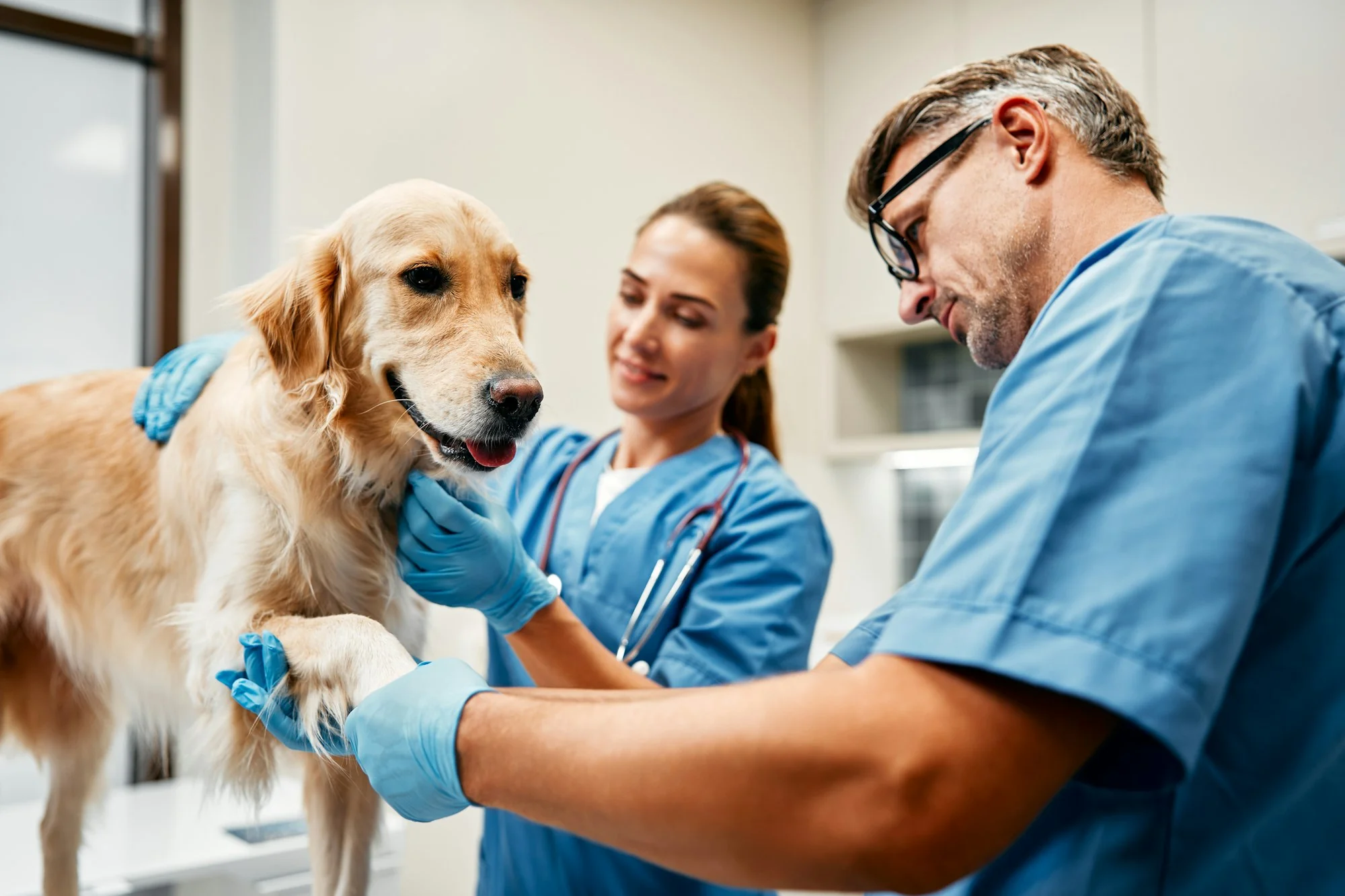 Curso de Auxiliar Veterinário em Guarulhos