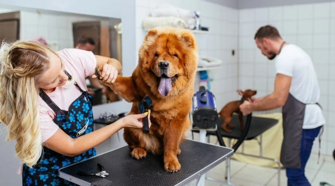Tosa PET Geral em Guarulhos-SP
