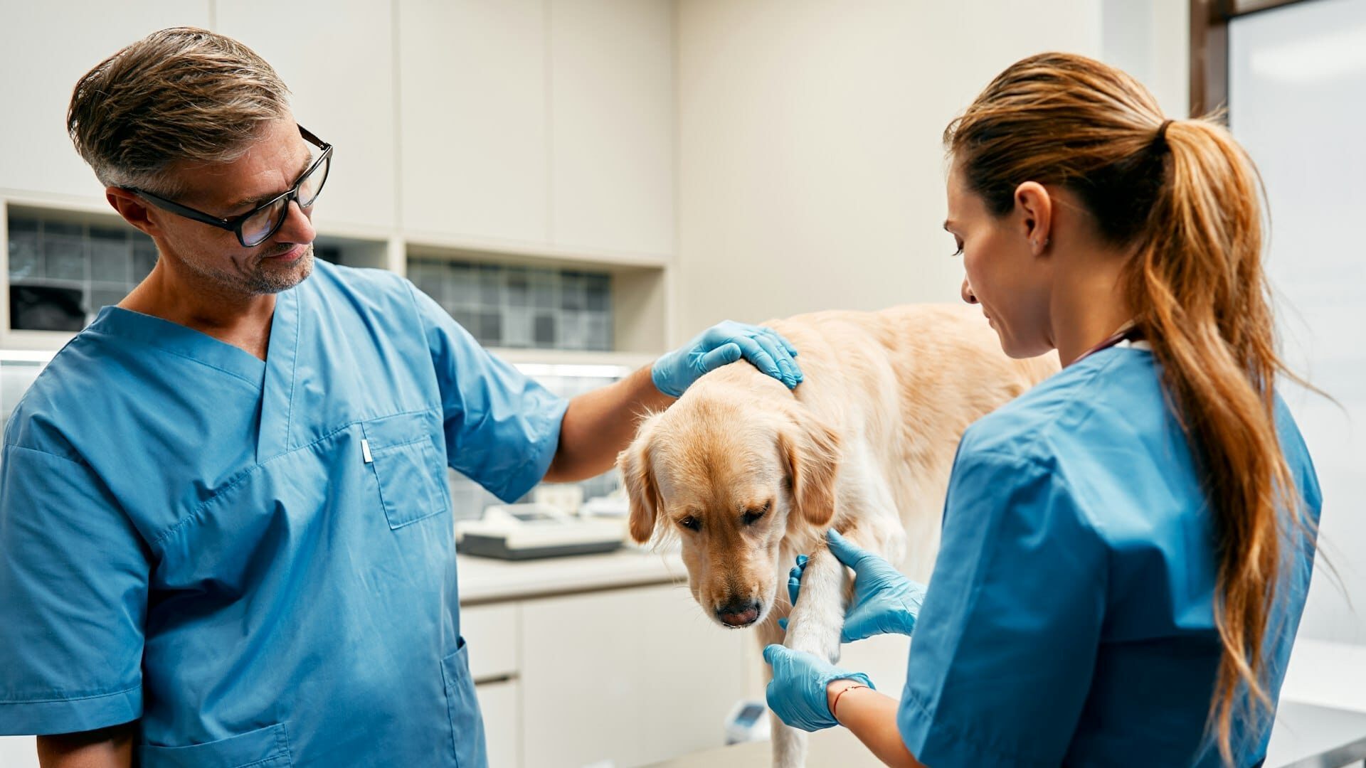 Animals for examination and treatment in the veterinary clinic