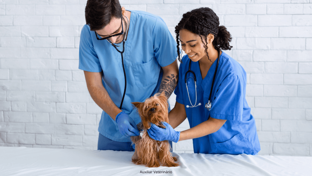 Curso Auxiliar Veterinário em Guarulhos