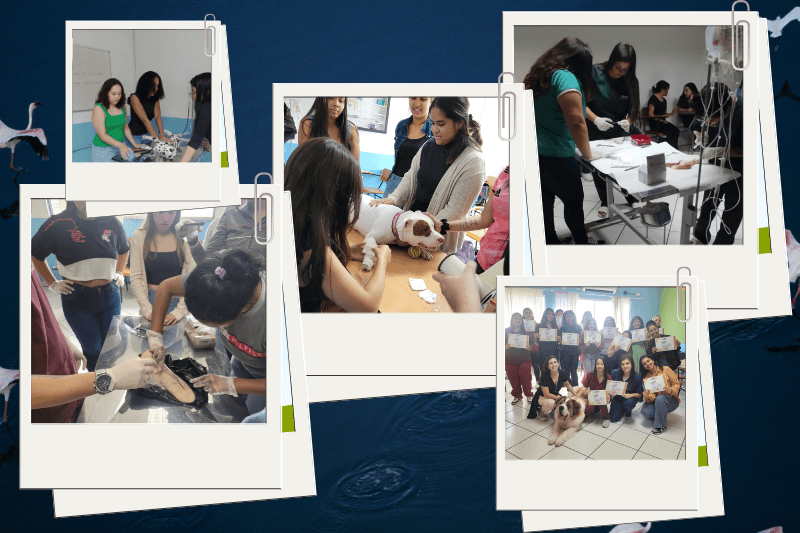 Curso Auxiliar Veterinário Easytraining Guarulhos