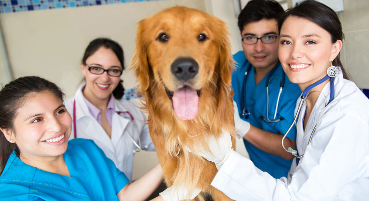 "Médico veterinário realizando atendimento clínico em um cão, auxiliado por um profissional capacitado em ambiente hospitalar veterinário moderno em Guarulhos."