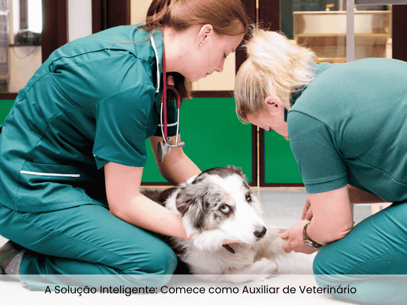 Curso de Auxiliar de veterinário, porta de entrada para medicina veterinária em Guarulhos